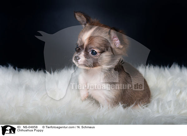 Chihuahua Puppy / NS-04858