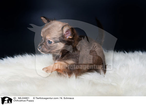 Chihuahua Puppy / NS-04861