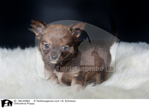 Chihuahua Puppy / NS-04862