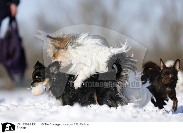 3 Hunde / 3 dogs / RR-99131