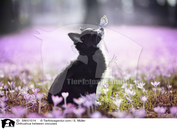 Chihuahua zwischen Krokussen / Chihuahua between crocuses / SM-01014