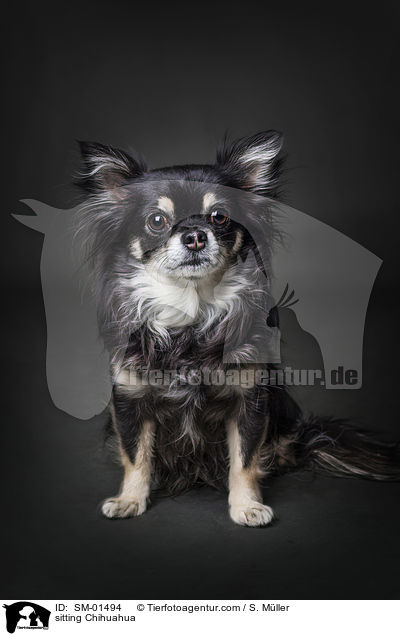 sitting Chihuahua / SM-01494