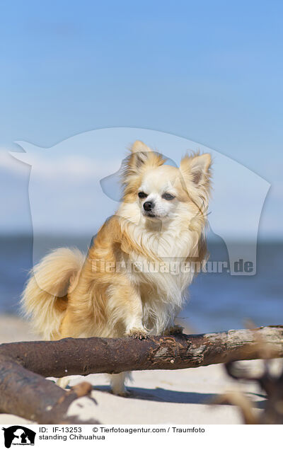 standing Chihuahua / IF-13253