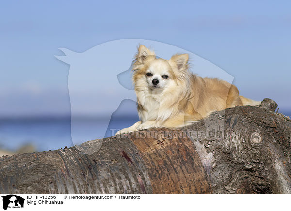 lying Chihuahua / IF-13256
