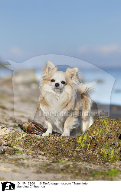 standing Chihuahua / IF-13260