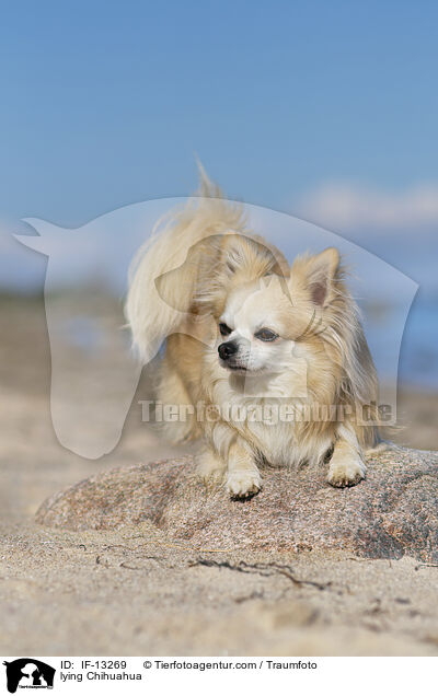 lying Chihuahua / IF-13269