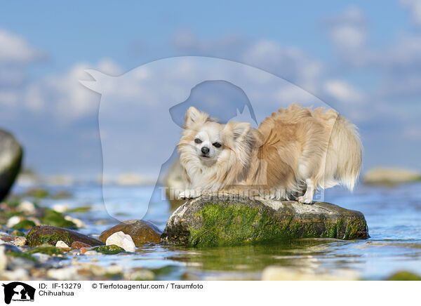 Chihuahua / Chihuahua / IF-13279