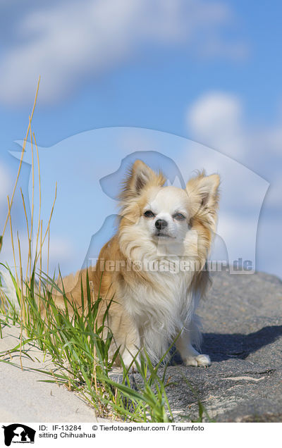 sitting Chihuahua / IF-13284