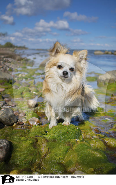 sitting Chihuahua / IF-13286