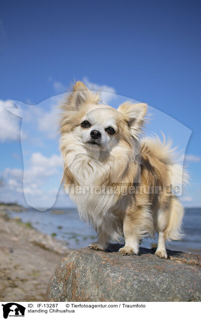 standing Chihuahua / IF-13287
