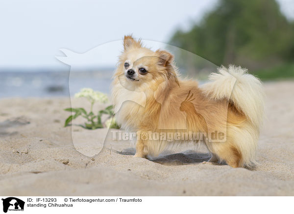 standing Chihuahua / IF-13293