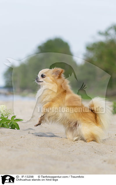Chihuahua stands on hind legs / IF-13298