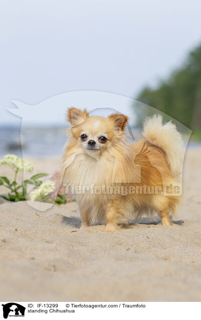 standing Chihuahua / IF-13299