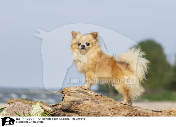 standing Chihuahua / IF-13301