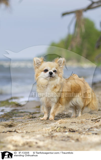 standing Chihuahua / IF-13305