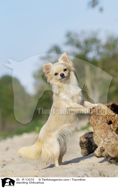 standing Chihuahua / IF-13310