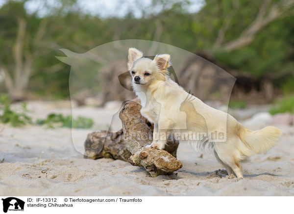 standing Chihuahua / IF-13312