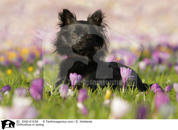 Chihuahua in spring / EHO-01038