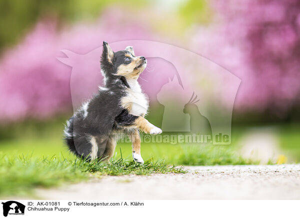 Chihuahua Puppy / AK-01081