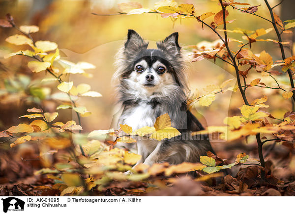 sitting Chihuahua / AK-01095
