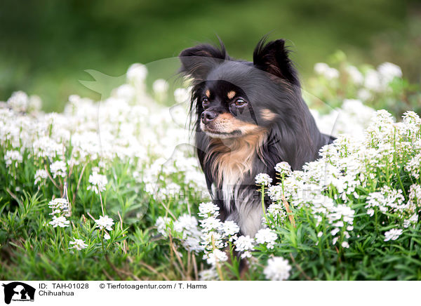 Chihuahua / TAH-01028
