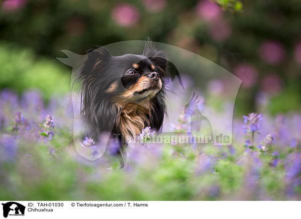 Chihuahua / TAH-01030