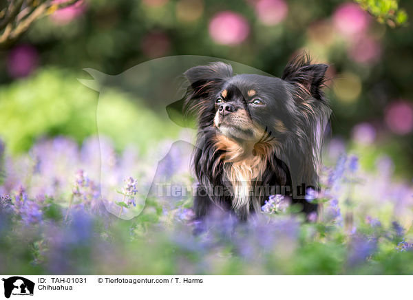 Chihuahua / TAH-01031