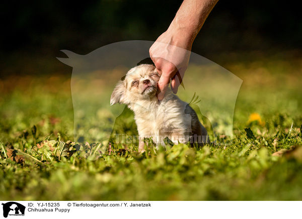 Chihuahua Puppy / YJ-15235