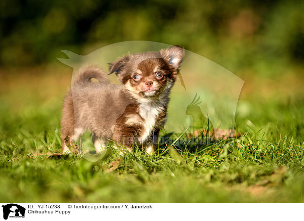 Chihuahua Puppy / YJ-15238