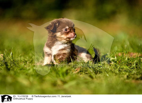 Chihuahua Puppy / YJ-15239