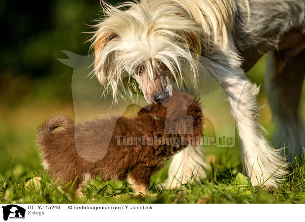2 dogs / YJ-15240
