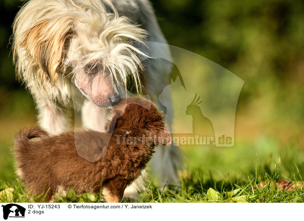 2 dogs / YJ-15243