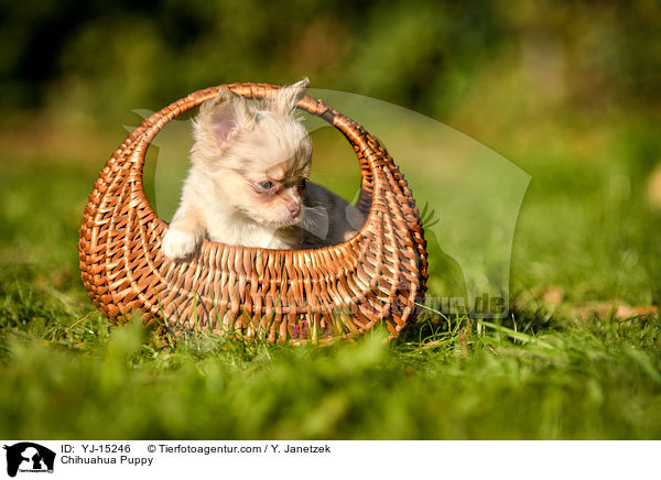 Chihuahua Puppy / YJ-15246