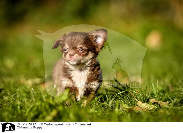 Chihuahua Puppy / YJ-15247