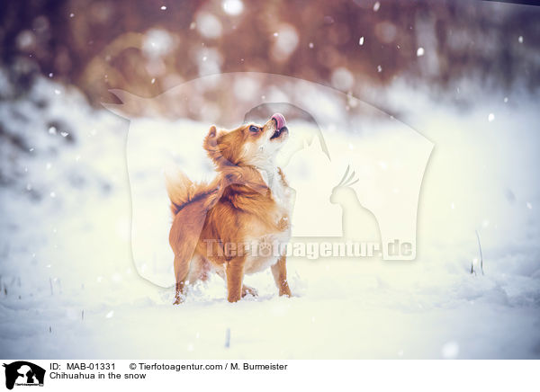 Chihuahua in the snow / MAB-01331
