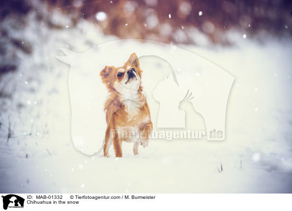 Chihuahua in the snow / MAB-01332