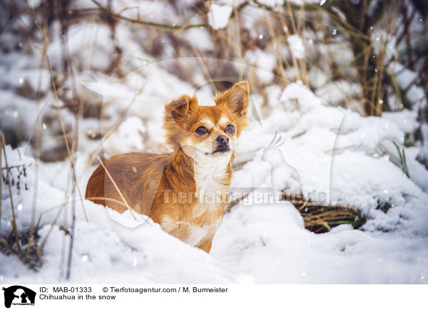 Chihuahua in the snow / MAB-01333