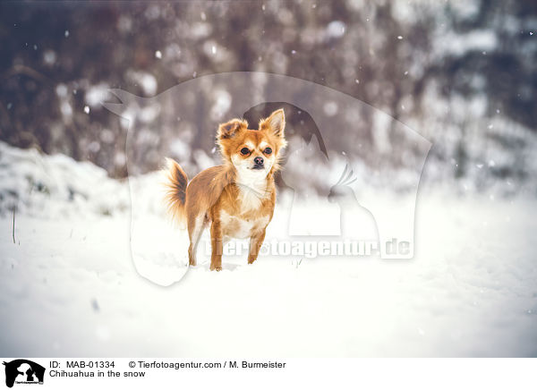 Chihuahua in the snow / MAB-01334