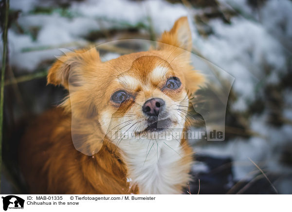 Chihuahua in the snow / MAB-01335