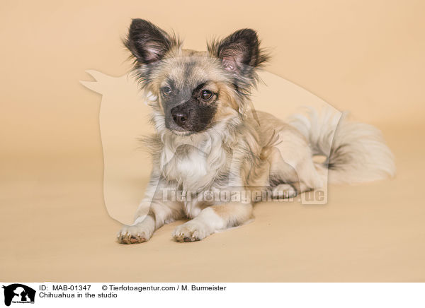 Chihuahua in the studio / MAB-01347
