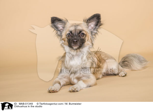 Chihuahua in the studio / MAB-01348