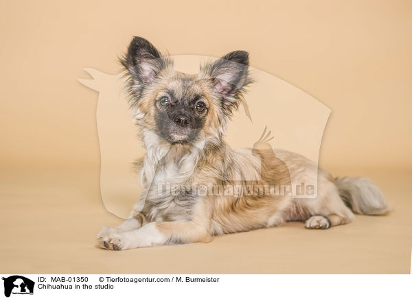 Chihuahua in the studio / MAB-01350