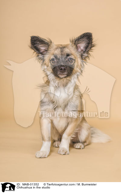 Chihuahua in the studio / MAB-01352