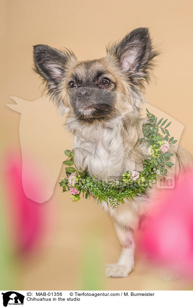 Chihuahua im Studio / Chihuahua in the studio / MAB-01356