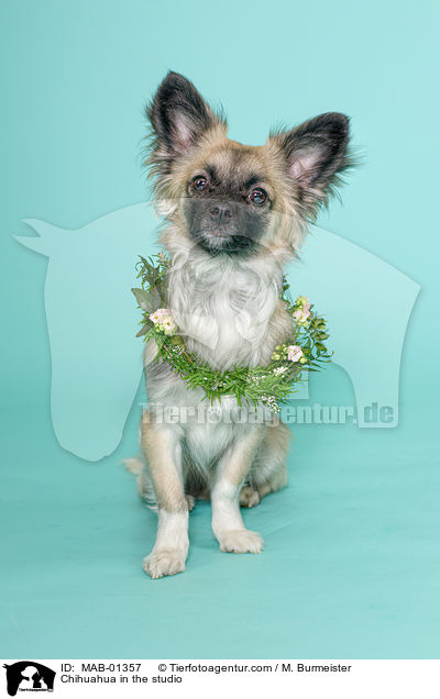 Chihuahua im Studio / Chihuahua in the studio / MAB-01357