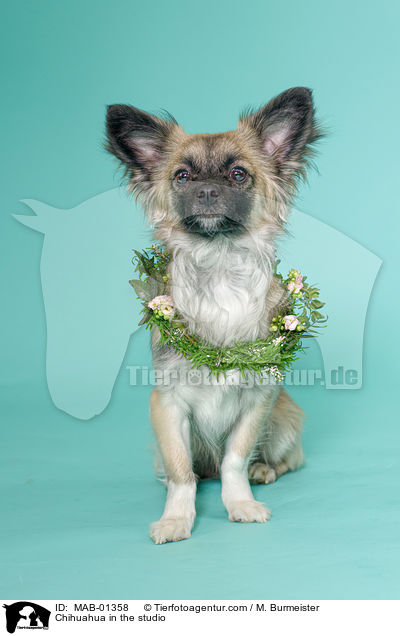 Chihuahua in the studio / MAB-01358