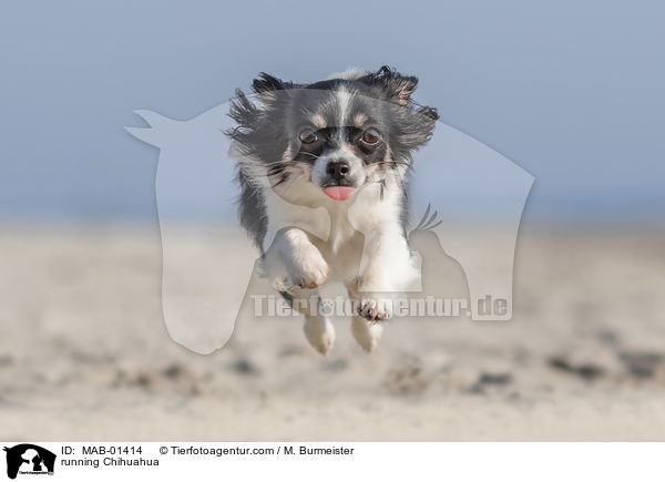 running Chihuahua / MAB-01414