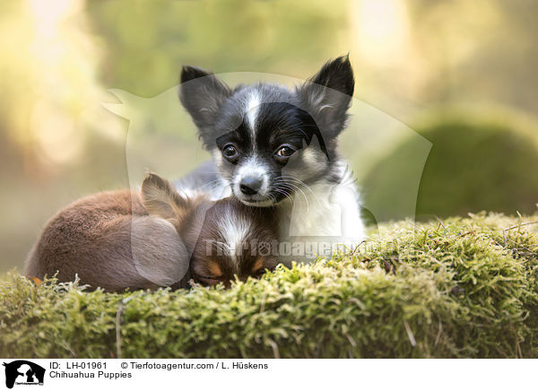 Chihuahua Puppies / LH-01961