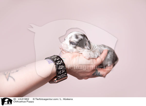 Chihuahua Puppy / LH-01962