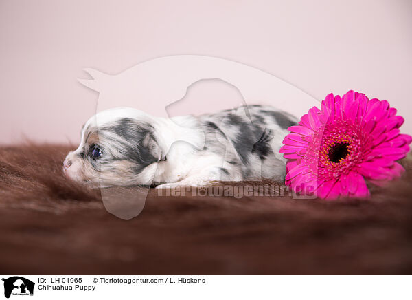 Chihuahua Puppy / LH-01965